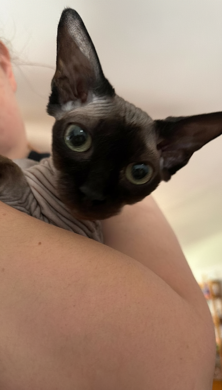 De Vil — Devon Rex Cat